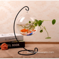 Hot Selling Indoor Plant Rose Glass Terrarium